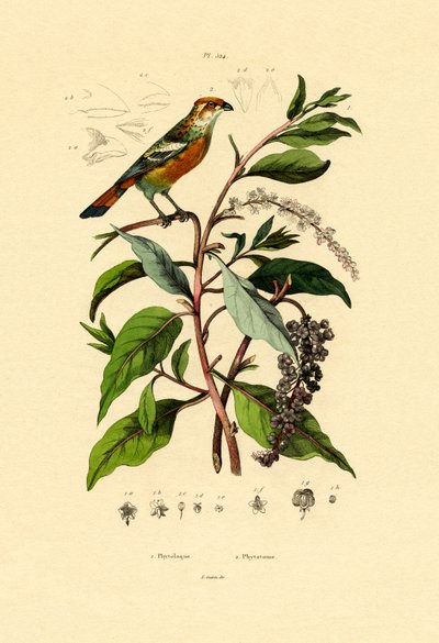 Pokeweed by French School